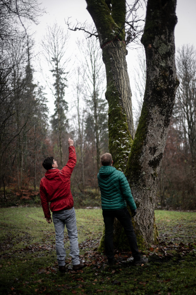 Zwei Personen zeigen auf den Baum der gefällt werden soll