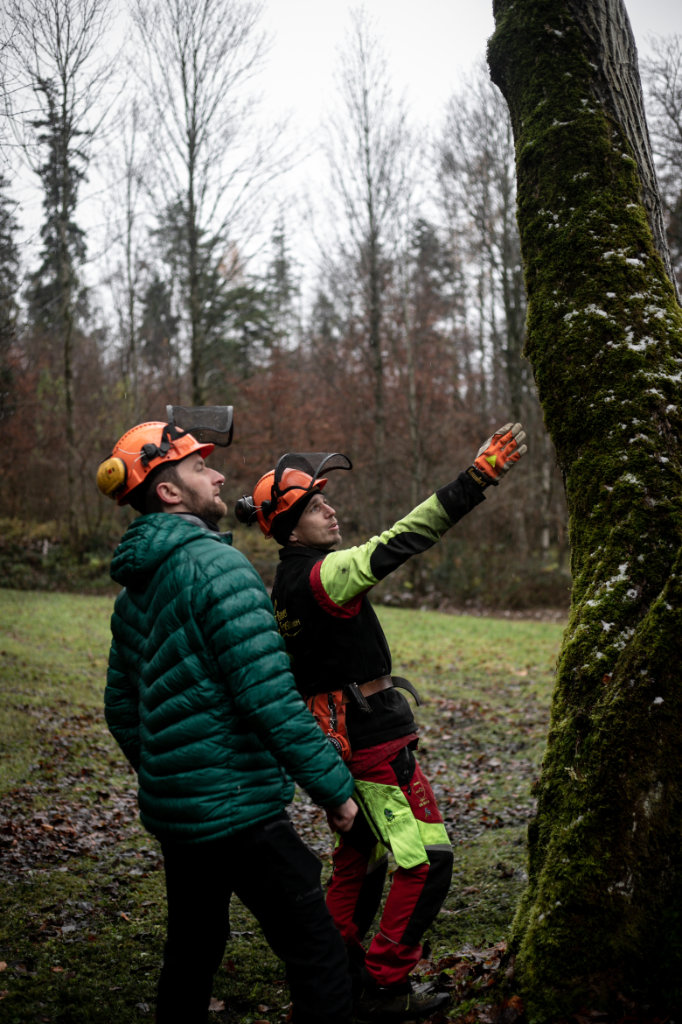 Zwei Personen mit Schutzausrüstung besprechen sich wie der Baum gefällt werden muss